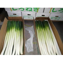 Fresh Scallion/Fresh Welsh Onion/Fresh Leek Bulk Price